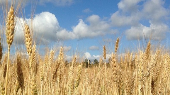 El precio del trigo y la cebada se mantienen invariables en la Lonja de León