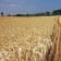 Los cultivos de secano podrían descender su producción un 50% en el sur de Europa