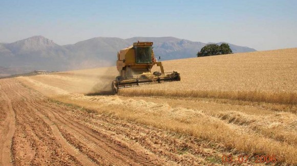 Agroseguro ha abonado más del 95% para cereales de invierno con 91,31 millones de euros