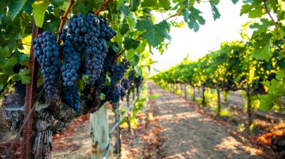 España consigue un récord histórico de exportación de vinos