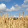 Salvo el trigo blando, el precio de los cereales cae en picado otra semana más