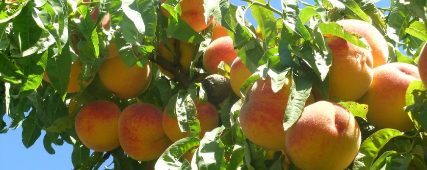 Asaja Aragón solicita una reunión con el Ministerio de Agricultura para abordar la crisis de la fruta dulce