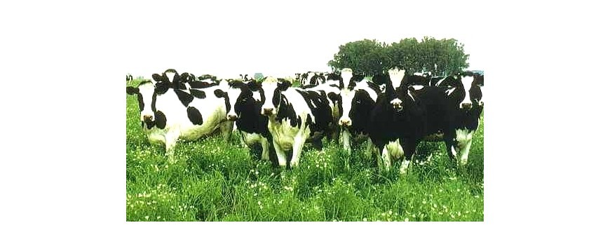 Expertos ganaderos y gestores de caza estudian medidas contra la tuberculosis bovina