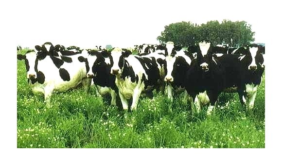 Expertos ganaderos y gestores de caza estudian medidas contra la tuberculosis bovina