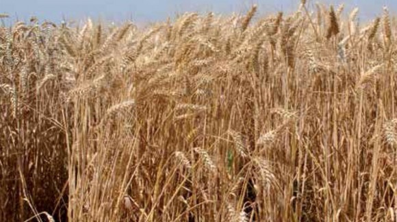 Nuevas subidas de precio en el mercado del trigo blando y cebada, mientras que otros cereales no despegan