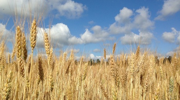 Sin novedades en el mercado de cereales, trigo blando y cebada suben precios