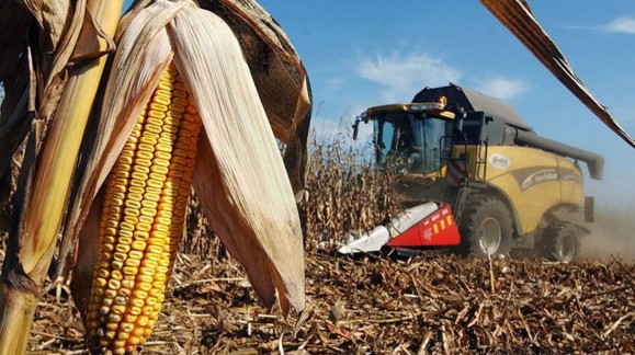 Está resultando mala campaña del maíz por el clima y los precios