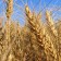El trigo blando y la Cebada siguen aumentando de precio ante otros cereales