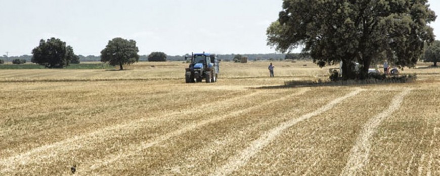 La producción de cereales baja un 40% en Castilla la Mancha