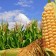 La producción mundial de maíz sube a la segunda máxima histórica
