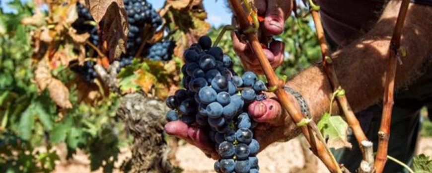 Se prevé un incremento del precio del vino por escasa vendimia