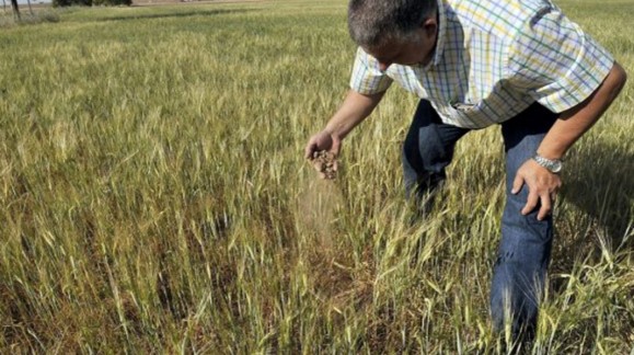 Asaja defiende en Bruselas de que se apueste por variedades de cereales para la sequía
