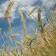 APAG Extremadura ASAJA critica la falta de ayuda sobre plagas de cereales